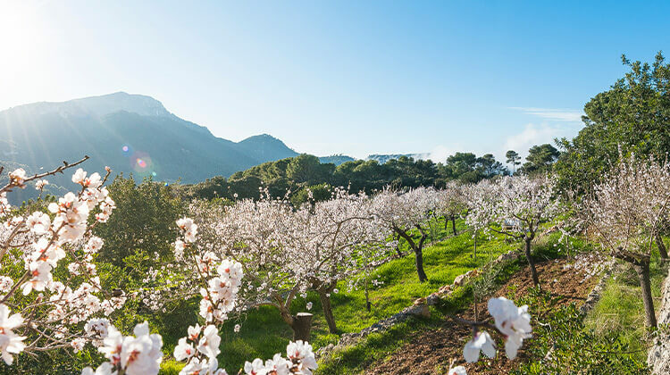 Almond blossom season in March