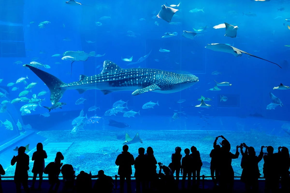 Palma aquarium